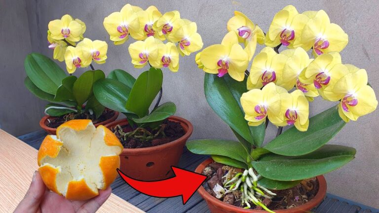 3 astuces pour faire fleurir vos orchidées toute l&rsquo;année !