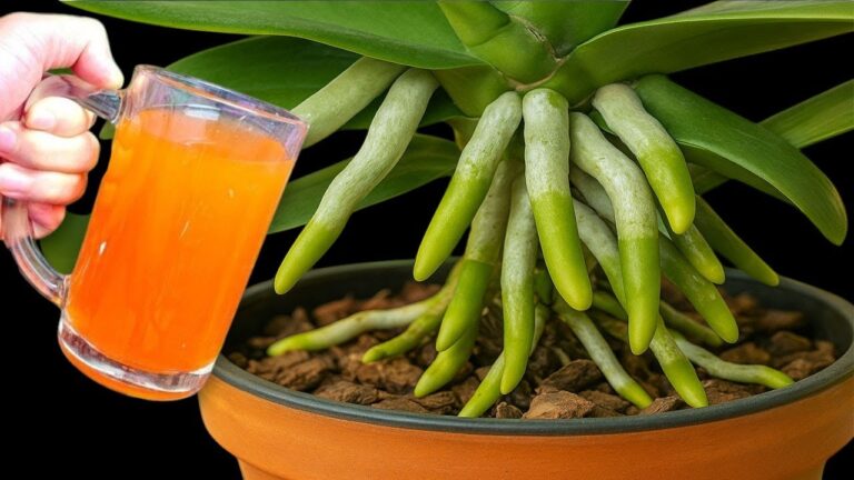 1 tasse pour des racines d&rsquo;orchidée en pleine santé et des fleurs year round !