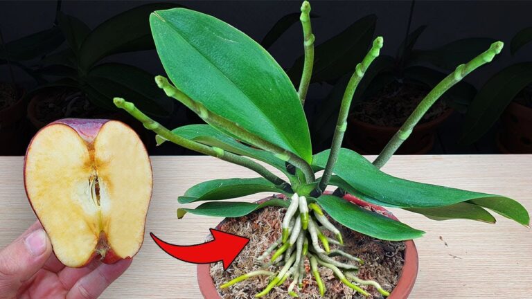 Déclenchez l’éclosion de vos orchidées : 5 astuces avec le fruit miracle plus fort que l’ail !