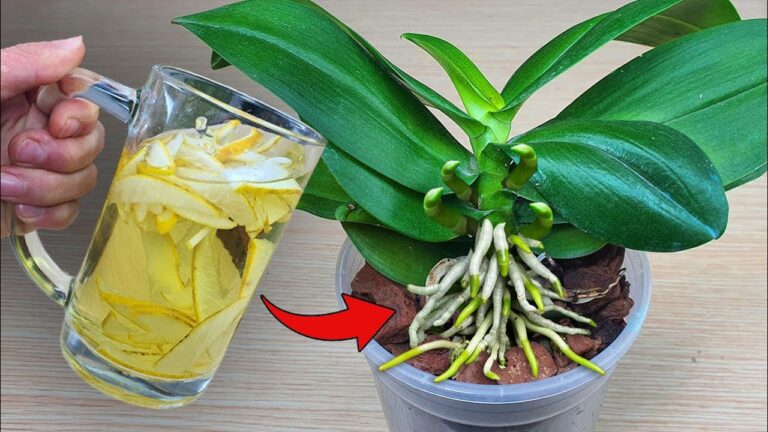 1 astuce pour des orchidées fleuries toute l’année !