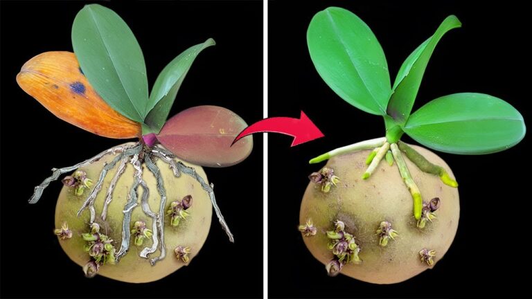 5 astuces magiques pour faire fleurir votre Orchidée sans racines avec des pommes de terre !