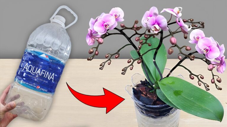 Faites fleurir vos orchidées toute l&rsquo;année : 5 astuces simples et efficaces !