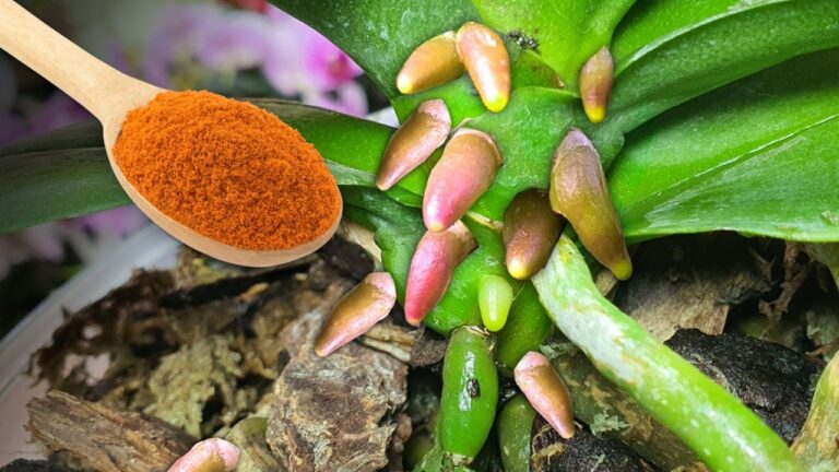 Transformez vos orchidées : 5 astuces pour des racines et fleurs éclatantes !