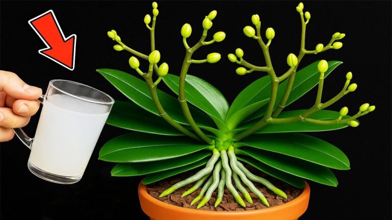 Revivez vos orchidées : 5 astuces pour les faire fleurir 500% plus !
