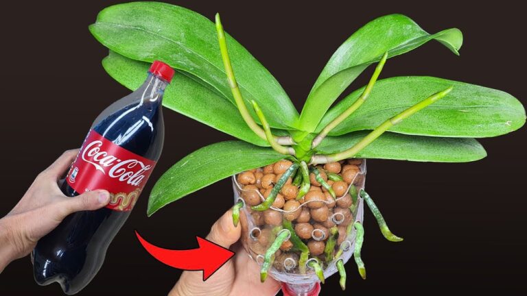 5 astuces pour prendre soin de vos orchidées après la chute des fleurs !