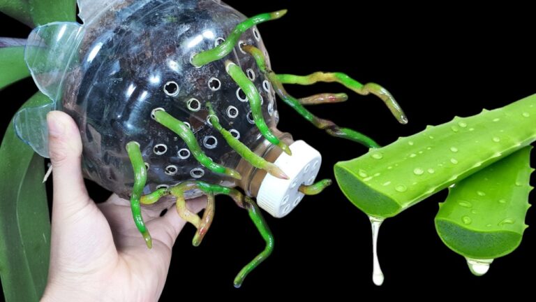 Cultivez 5 secrets pour faire fleurir vos orchidées dans des bouteilles en plastique !