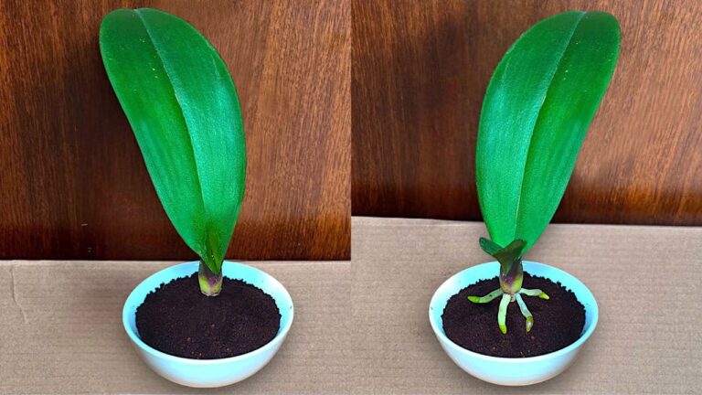 Faites fleurir vos orchidées tout au long de l&rsquo;année avec 5 conseils efficaces !
