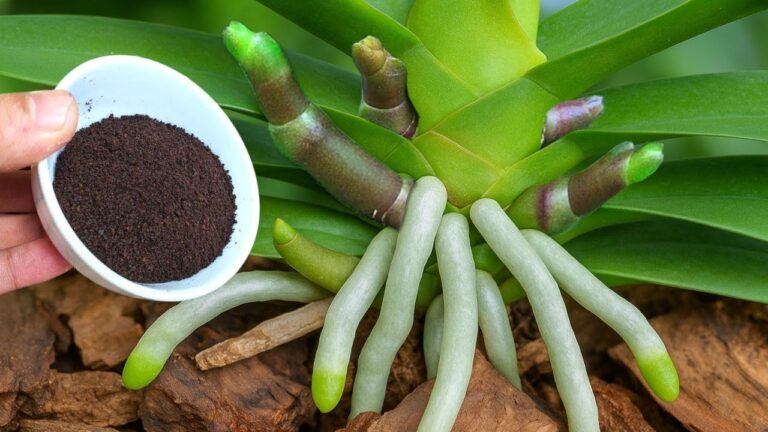Transformez votre intérieur : 5 astuces pour faire fleurir vos orchidées avec brio !