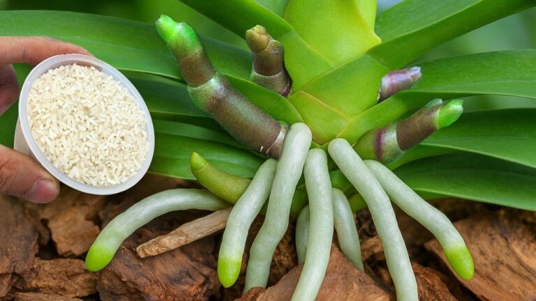 Faites fleurir vos orchidées avec 7 astuces simples pour 1001 fleurs éblouissantes !