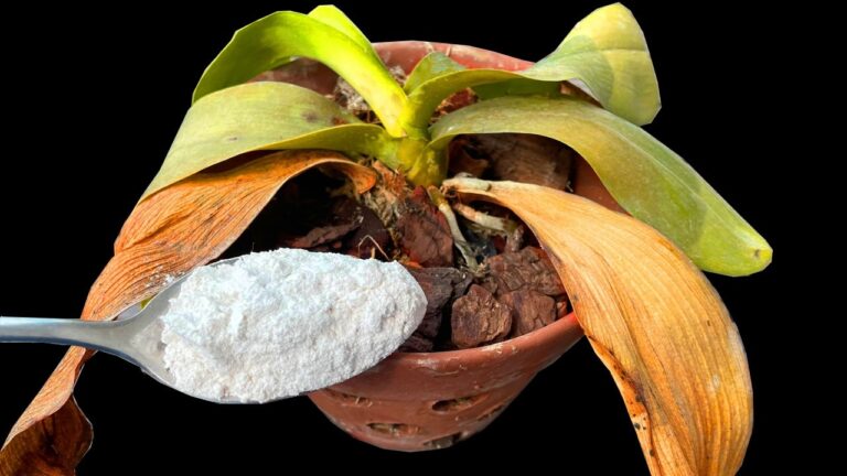 Transformez votre orchidée en 1 semaine : 5 étapes pour des fleurs éclatantes !