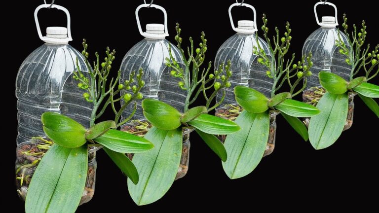 Découvrez 5 astuces pour faire fleurir votre orchidée dans une bouteille en plastique
