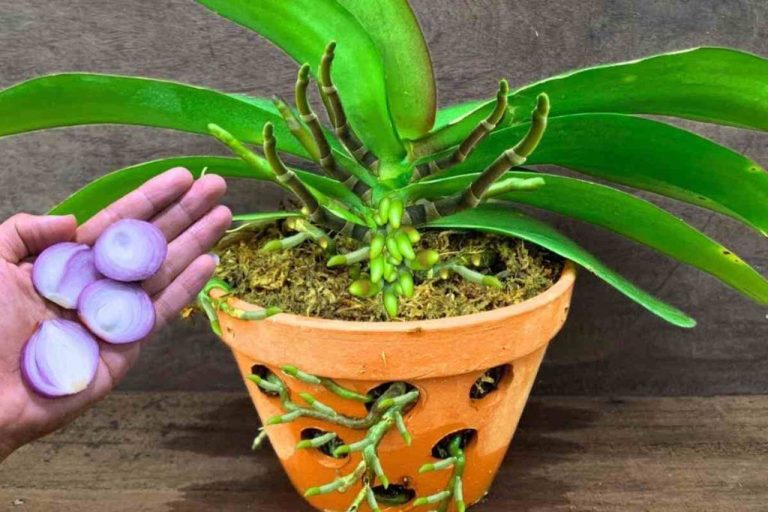 La méthode infaillible pour faire fleurir vos orchidées en continu