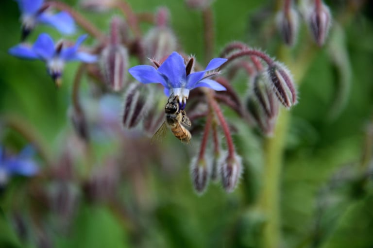 60 Plantes pour Attirer Abeilles, Papillons et Autres Insectes Essentiels