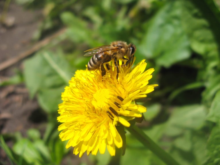 Pourquoi vous ne devez pas sauver les pissenlits pour les abeilles