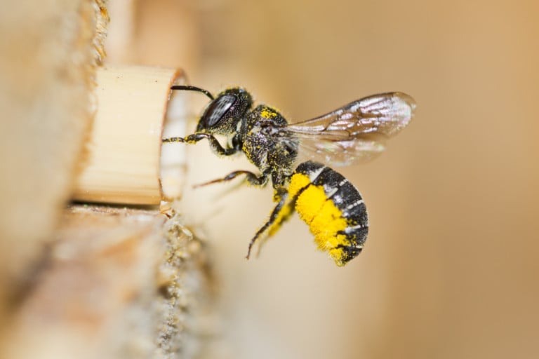 Votre hôtel à insectes est-il vraiment une piège mortel ? Découvrez comment l&rsquo;éviter