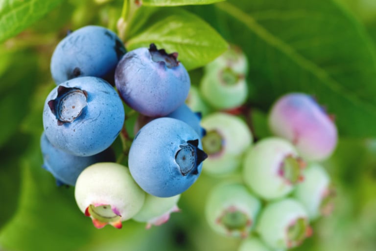 Astuces pour récolter des myrtilles à profusion chaque année