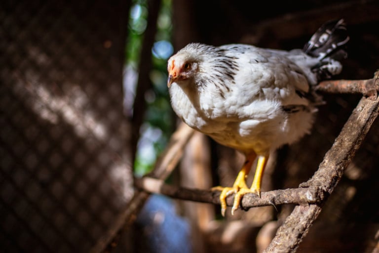 Comment fabriquer un perchoir pour poules avec des branches d&rsquo;arbre
