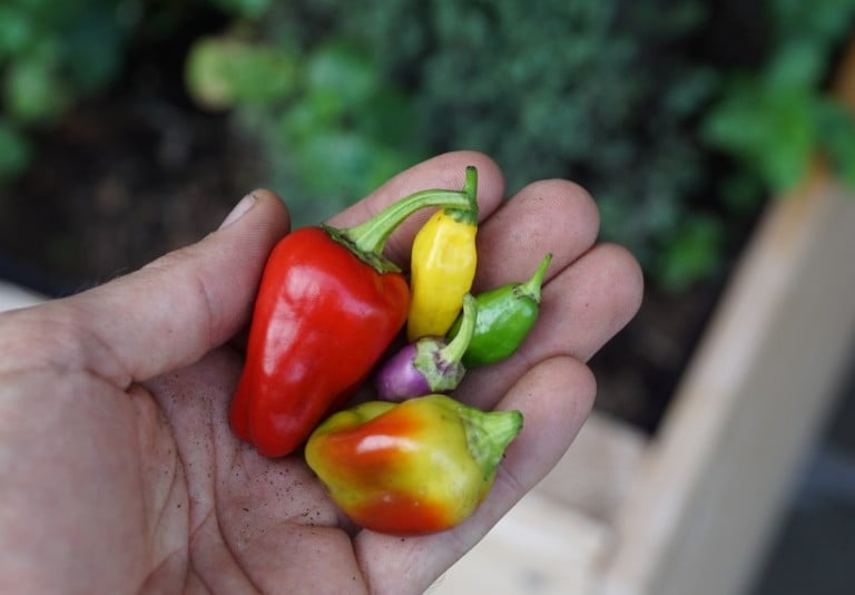 10 piments à cultiver pour éveiller vos recettes épicées