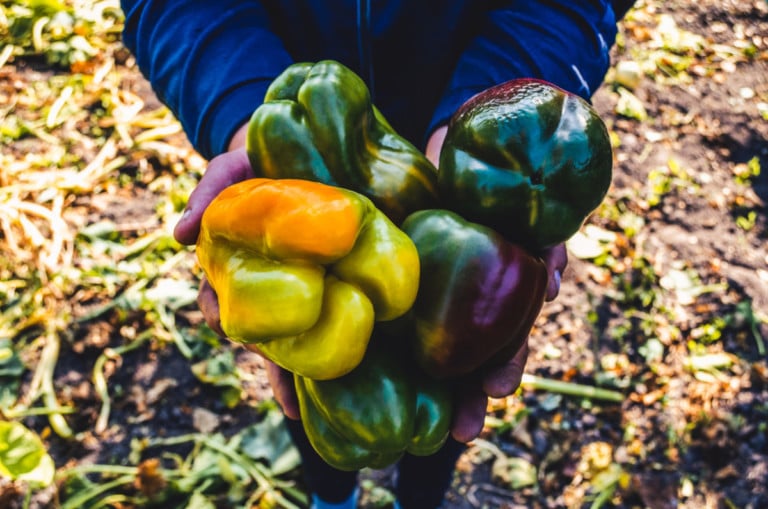 8 astuces pour récolter une abondante récolte de poivrons