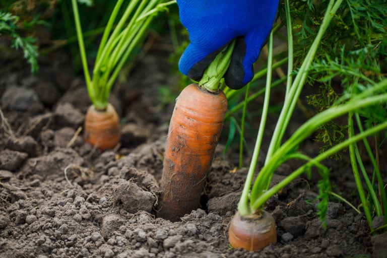 Comment cultiver vos meilleures carottes – De la semence à la récolte
