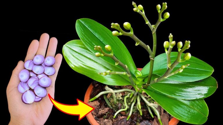 100x plus fort que B12 : 5 astuces pour faire fleurir vos orchidées rapidement !