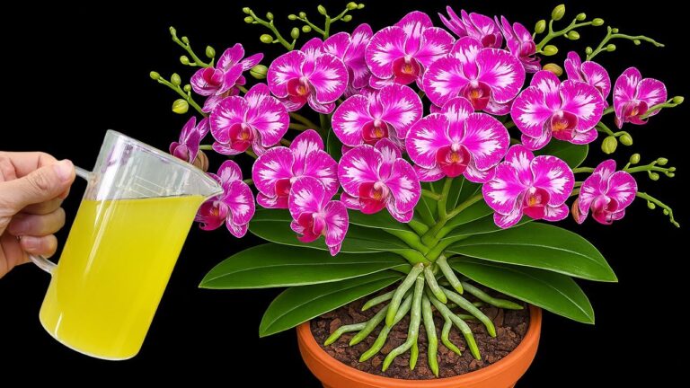 Faites fleurir vos orchidées en 3 étapes simples et prolongez leur beauté !