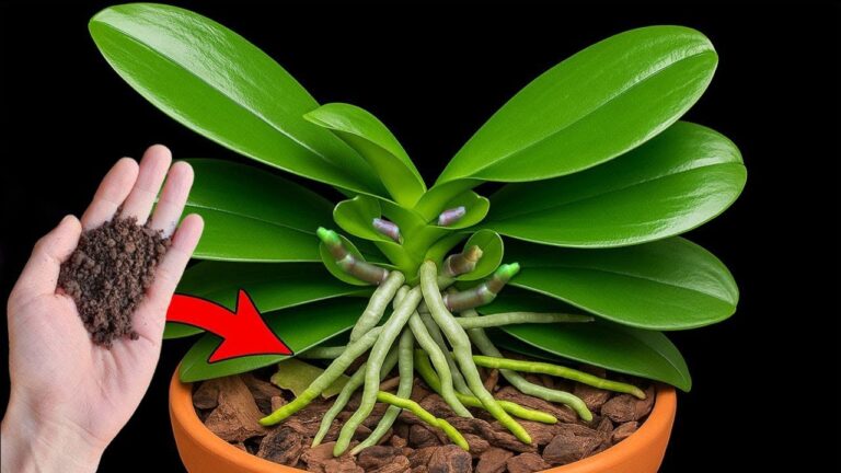 Boostez vos orchidées : 1 cuillère pour des fleurs multipliées par 5 !