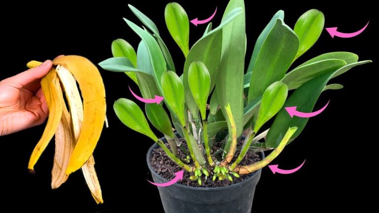 Faites pousser vos orchidées 5 fois plus vite avec ce secret incroyable !