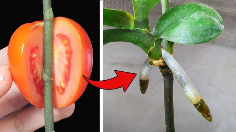 5 façons étonnantes d&rsquo;utiliser ce fruit magique pour faire pousser des orchids !