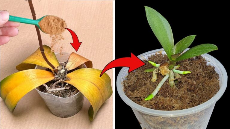 Restaurez 5 orchidées abîmées avec cette méthode simple et efficace !