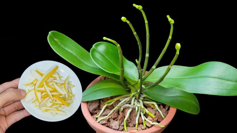 5 astuces pour booster la croissance de vos orchidées avec l&rsquo;écorce de pamplemousse