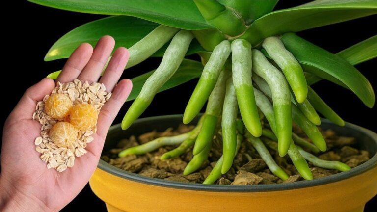 5 astuces pour faire fleurir vos orchidées rapidement avec cette astuce magique !
