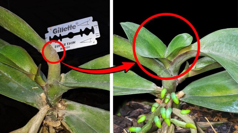 Transformez votre orchidée : 5 secrets pour des feuilles vives et fraîches !