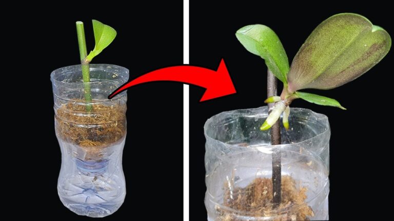 Multipliez vos orchidées : 5 astuces simples pour réussir facilement !