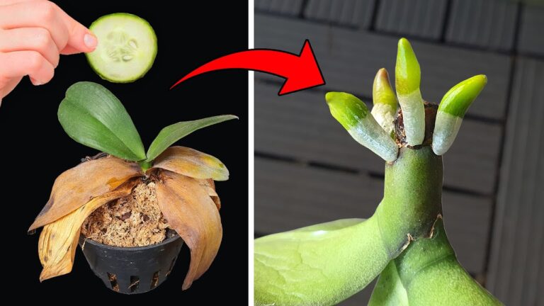 Revivez votre orchidée en 1 étape simple et faites jaillir de nouvelles racines !