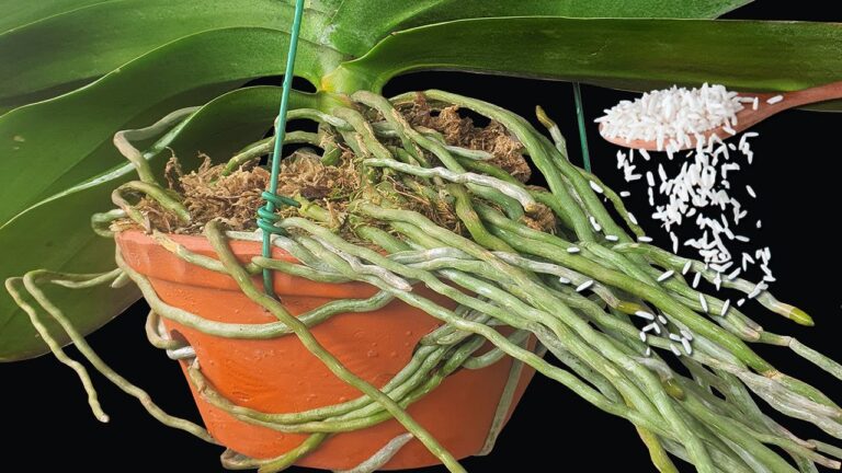 1 cuillère pour faire fleurir votre orchidée comme jamais !