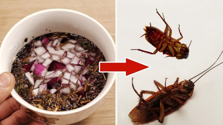 Éliminez jusqu&rsquo;à 10 nuisibles en 1 étape simple et naturelle !