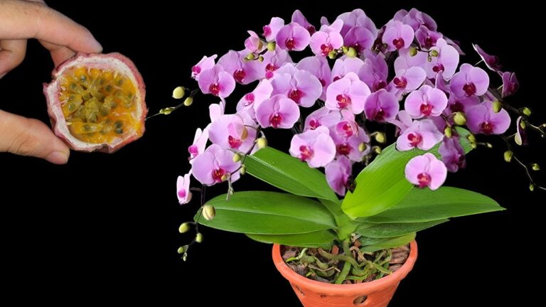 5 astuces pour faire fleurir vos orchidées comme jamais !