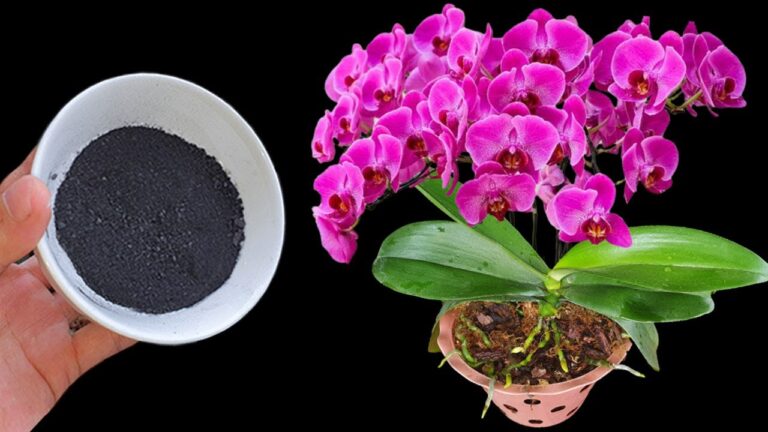 3 astuces incroyables pour booster la croissance de vos orchidées avec un simple poudrage