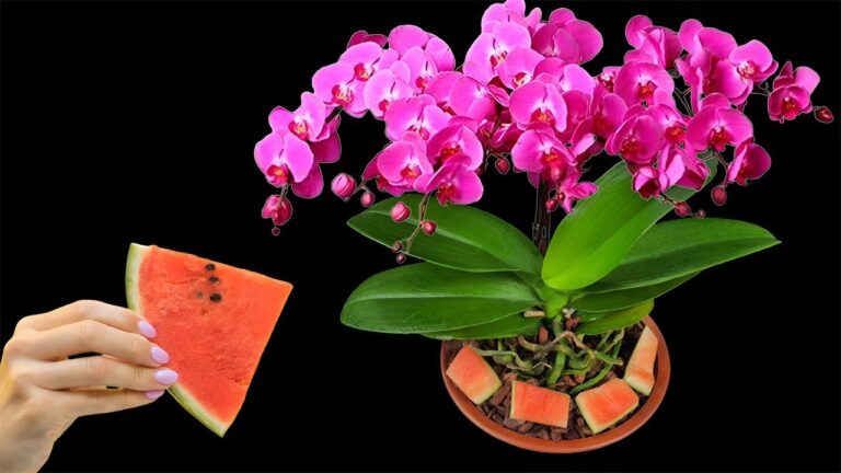 Faites fleurir vos orchidées toute l&rsquo;année avec 1 astuce surprenante !