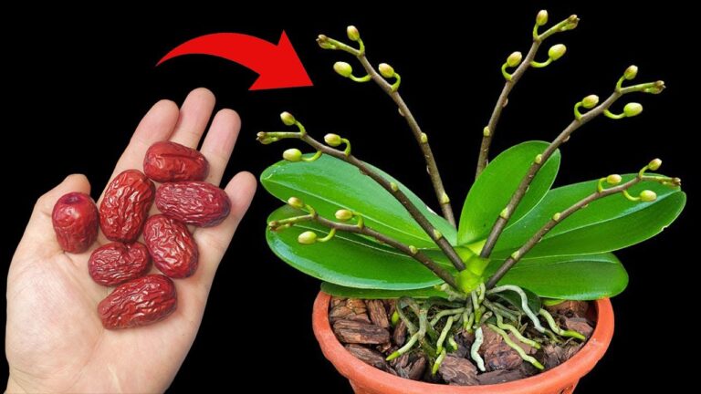 1 fruit miracle pour des orchidées luxuriantes et des fleurs à profusion !