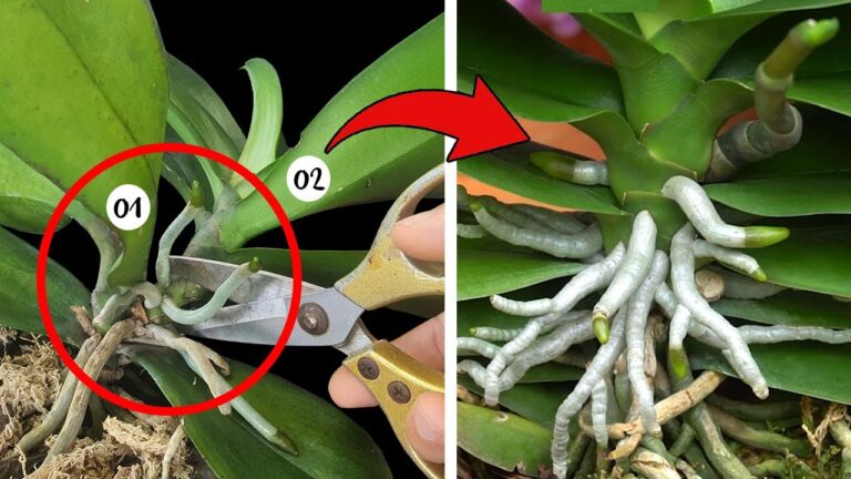 5 astuces infaillibles pour revitaliser votre orchidée facilement et rapidement