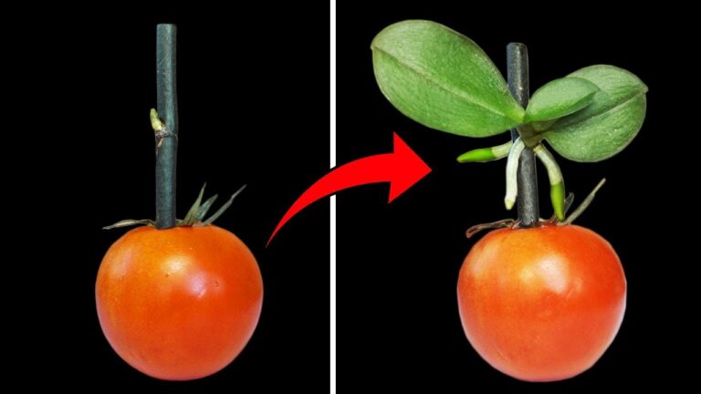 Découvrez comment l&rsquo;orchidée booste vos tomates 200 fois plus que l&rsquo;ail !