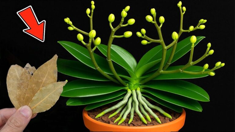 Faites fleurir vos orchidées 300 fois plus vite avec cette astuce simple !