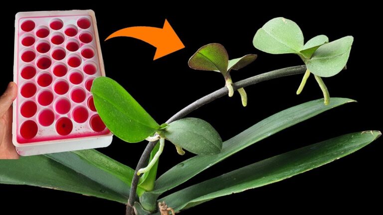 Propager des orchids : 5 étapes pour des résultats surprenants et réussis !