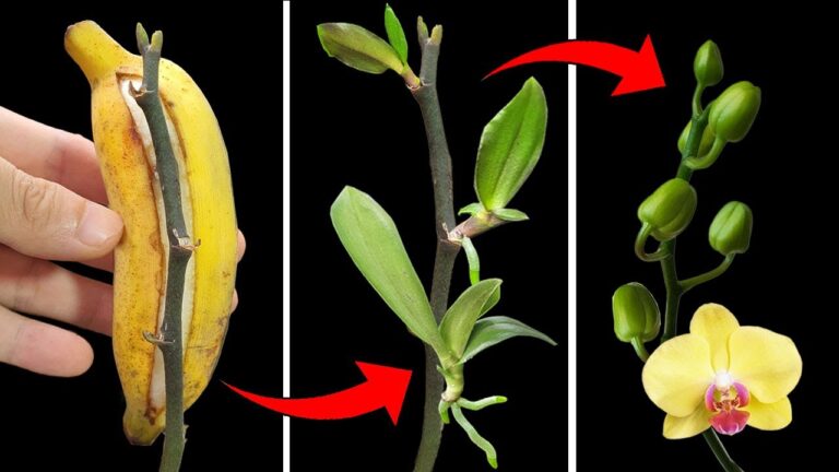 5 astuces pour propager vos orchids Phalaenopsis avec des résultats incroyables !