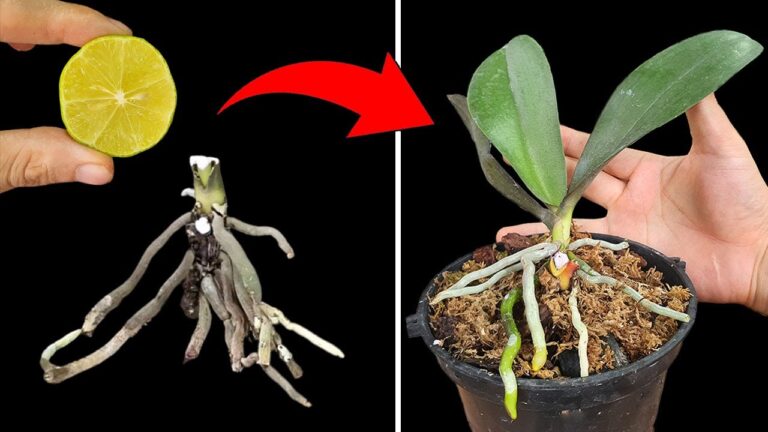 Revivez votre orchidée avec 5 astuces au citron pour des plantes éclatantes !