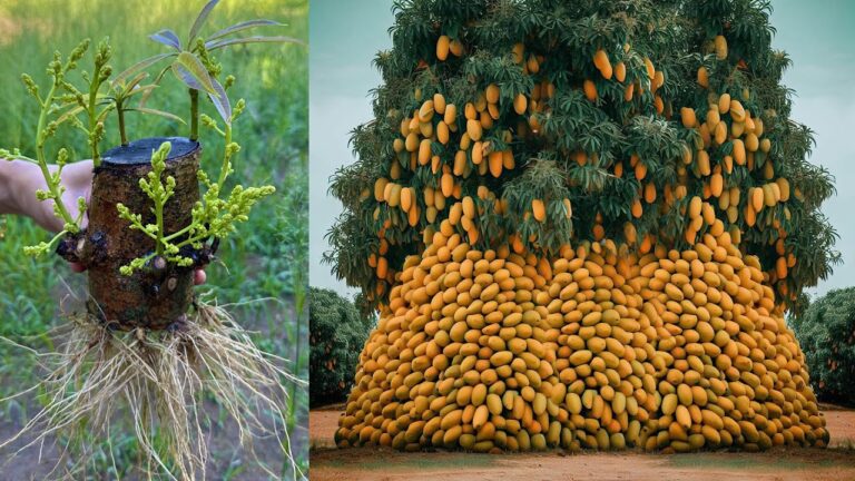 Faites pousser 10 manguiers à partir de boutures pour récolter plus de fruits !