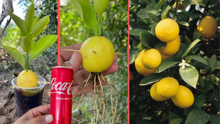 5 astuces uniques pour faire pousser des citronniers et créer des boissons rafraîchissantes !