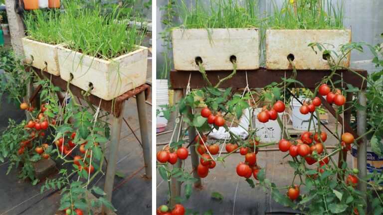Découvrez 5 astuces pour cultiver des tomates à l’envers et récolter un maximum de fruits !